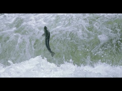 All fish need to migrate - Free the rivers! (Ep. 2)