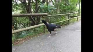 preview picture of video '道で貴重な鳥とすれ違った！！Neo Park, Okinawa Zoo　沖縄観光穴場スポット名護ネオパークオキナワ'
