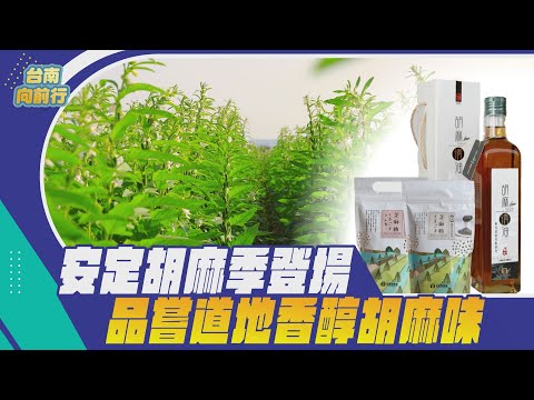 Indo para Tainan | Temporada estável de gergelim aparece em Shinana Dochi Koji Sabor de gergelim | Pratos de gergelim Coleção do Farmer's Market 產銷轭歷_EP.75