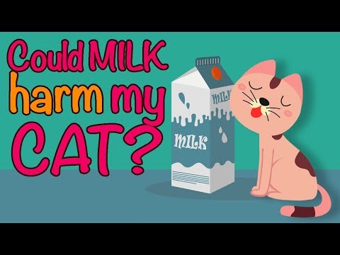 🙀 ARE CATS LACTOSE INTOLERANT ❓Is MILK BAD for CATS ❓