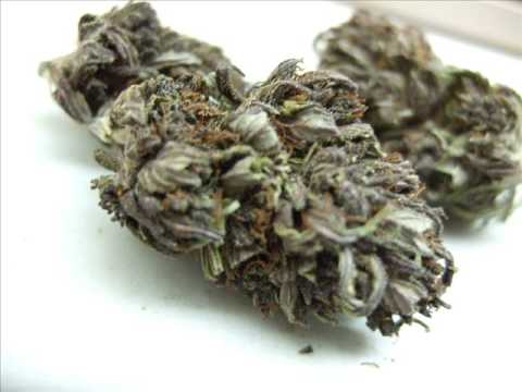 honorebel - herbalist