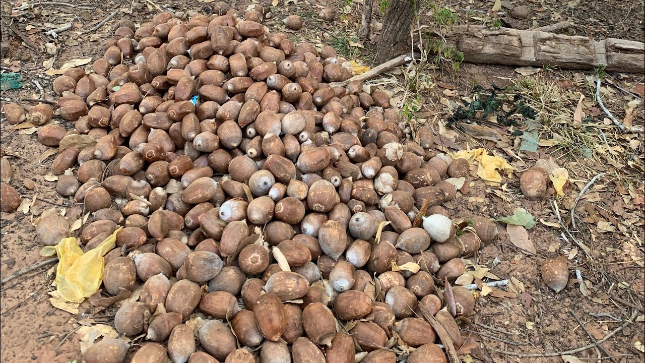 Coco babaçu  aqui no #maranhão  #vidanaroça #vidanocampo
