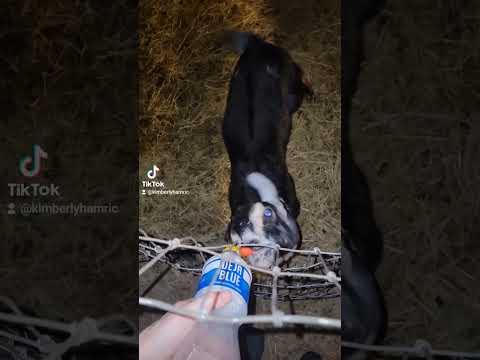 He is such a goober, Amos Moses #registered #boer #saanen #nubian#goats #carnivorefarmer #homestead