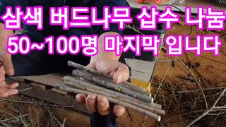 삼색버드나무 당첨자 택배발송및 삽수나눔 화이트핑크셀릭스 플라밍고셀릭스,조경수 정원수 관상수 울타리목