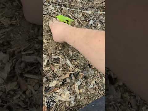 Planting cucumbers way later than usual