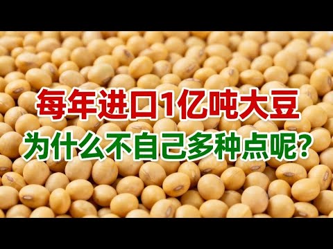 中國每年要進口1億噸大豆，為什麼不自己多種點？ 大豆原產於中國，為什麼卻成了巴西和美國的「搖錢樹」？#大豆 #中國 #美國 #農業 #進出口貿易 #財富 #money