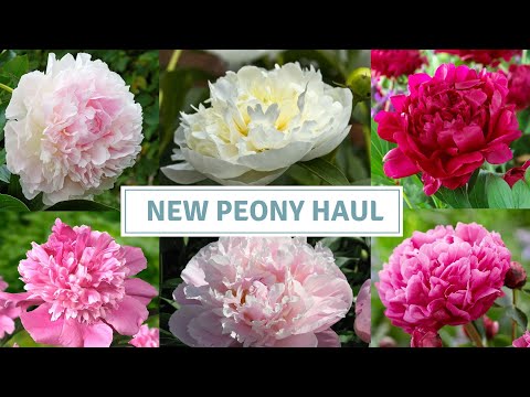Peony Haul / How To Grow Peonies / Vlogmas 2023// Cottoverdi