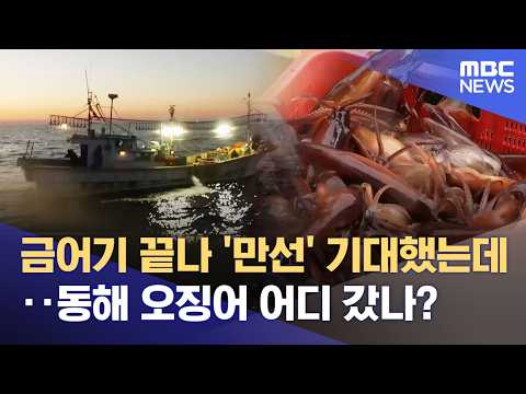 동해에서 오징어가 사라졌어요