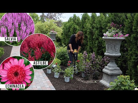 Planting 3 Pink Perennials in the Garden: Salvia, Astilbe & A New Echinacea! ππΈπ // Garden Answer