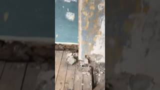 Video before plasterd