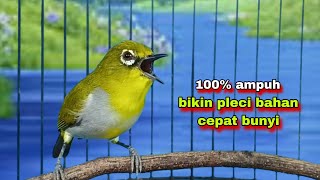 Download lagu Call Pleci Jantan!! Bikin Pleci Bahan Cepat Bunyi || Pleci Bustomi Gacor mp3