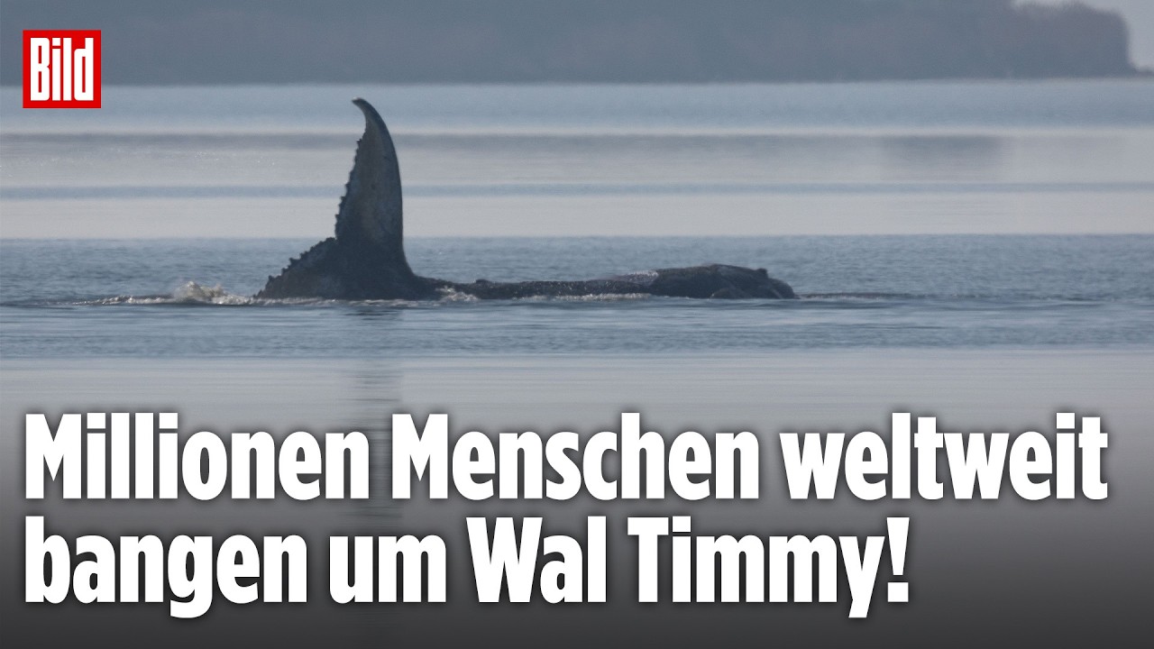 Walrettung in der Ostsee: Buckelwal Timmy rührt Menschen weltweit! Bangen geht weiter!