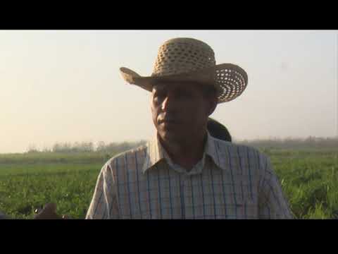 Recorre Presidente de la #ANAP áreas productivas en #Mayabeque