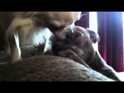 Flash giving Storm Kisses!