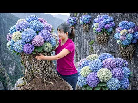 Harvesting Giant Rare Hydrangeas To Sell | Brave Woman Harvests on Rocky Cliff