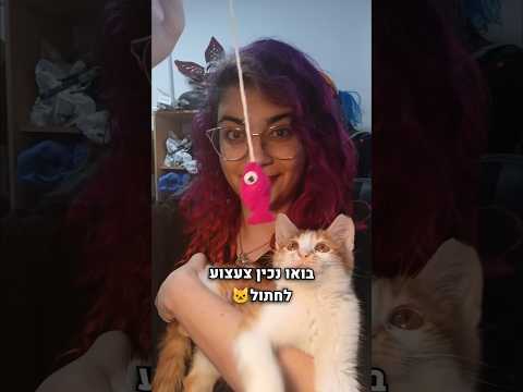בואו נכין צעצוע לחתול!😻🐟😊