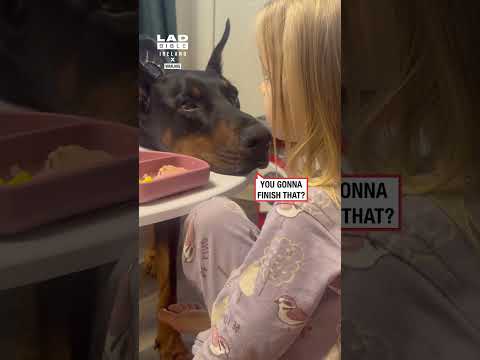 Doberman Tries to Act Cute for Food 😂🐶