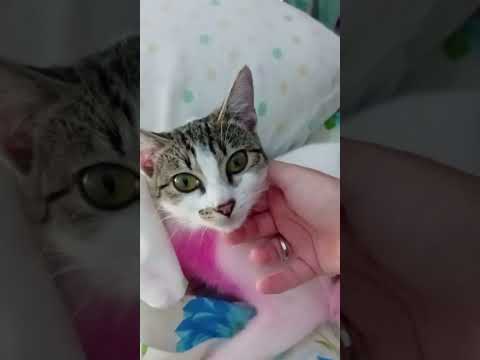 Vídeo de Pink