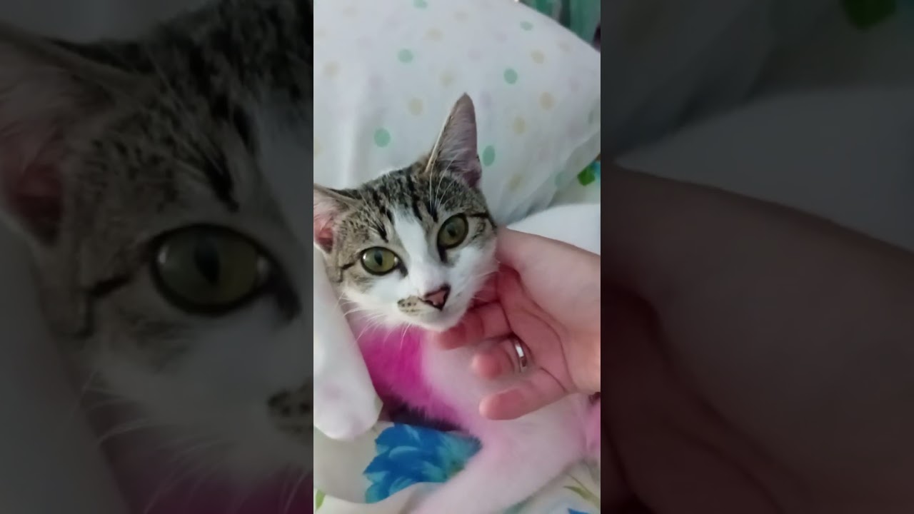 Gato raça SRD-ViraLata idade 7 a 11 meses nome Pink