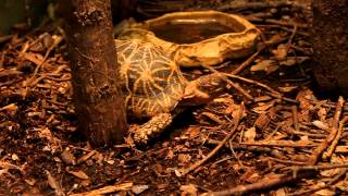 Indian Star Tortoise at the Atlanta Zoo he is a little bit camera shy