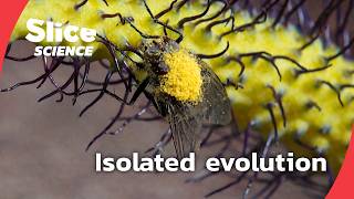 Survival on the edge: a unique ecosystem in the Mediterranean