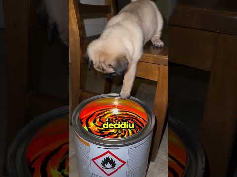 Essa TINTA transformou o Doguinho! 😱🐯#dogs #dogshorts #dogvideos