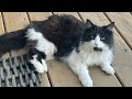 Tuxie Has An Appointment ‍ ️ Catsofyoutube Cutecats Feralcat Tuxedocat Tuxie Vetvisit