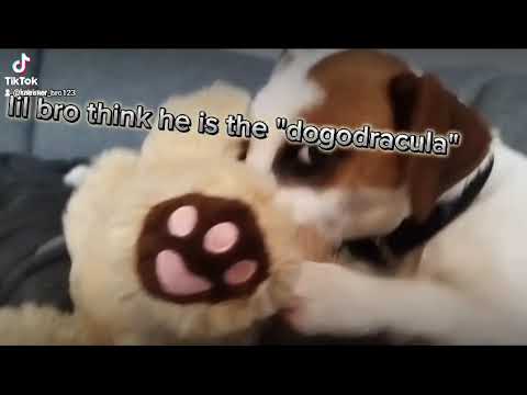 Äijä The dogodracula 😂😂