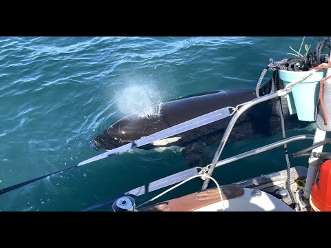 Orca vs Hallberg-Rassy Monsun 31
