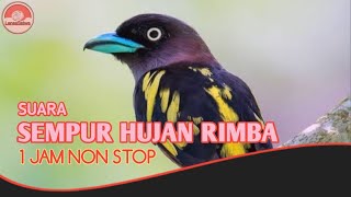 Download lagu Suara Kicau Burung Sempur Hujan Rimba, masteran burung 1 Jam Nonstop. mp3