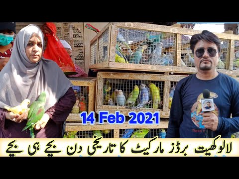 Birds Market Lalukhait | Latest Update | Urdu/Hindi | Iftikhar Ahmed TV