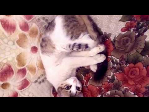 Cute cat with bushy tail