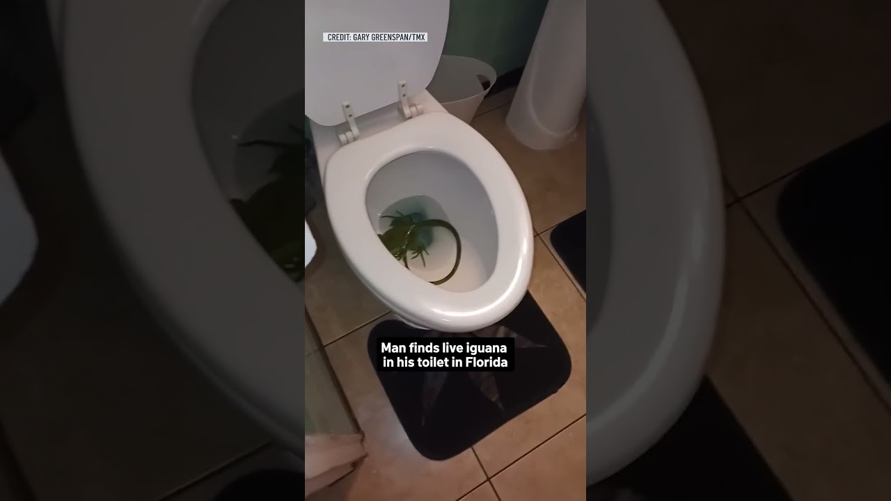 Man finds live iguana in his toilet in Florida