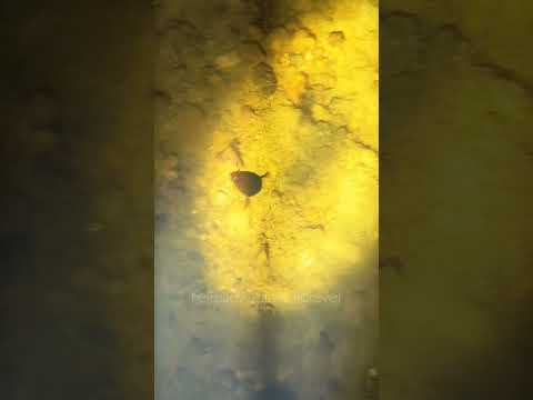 Este é um besouro d'água, encontrado no Rio Araguari e habitante comum de Ferreira Gomes, Amapá.