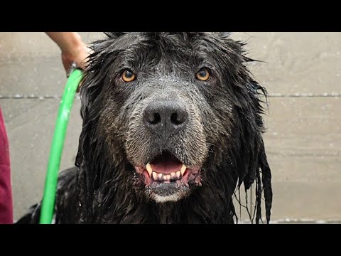 This Might Be The Most Pampered Pooch In The World | Rare Newfoundland Dog