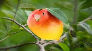mango bird