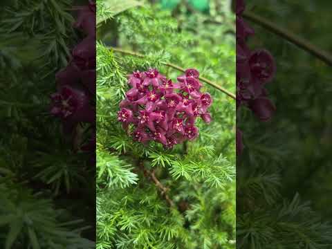Hoya RGB-18 'Black Nazarene '#raregardenblooms #enchantinghoyas #plants #hoya #nature