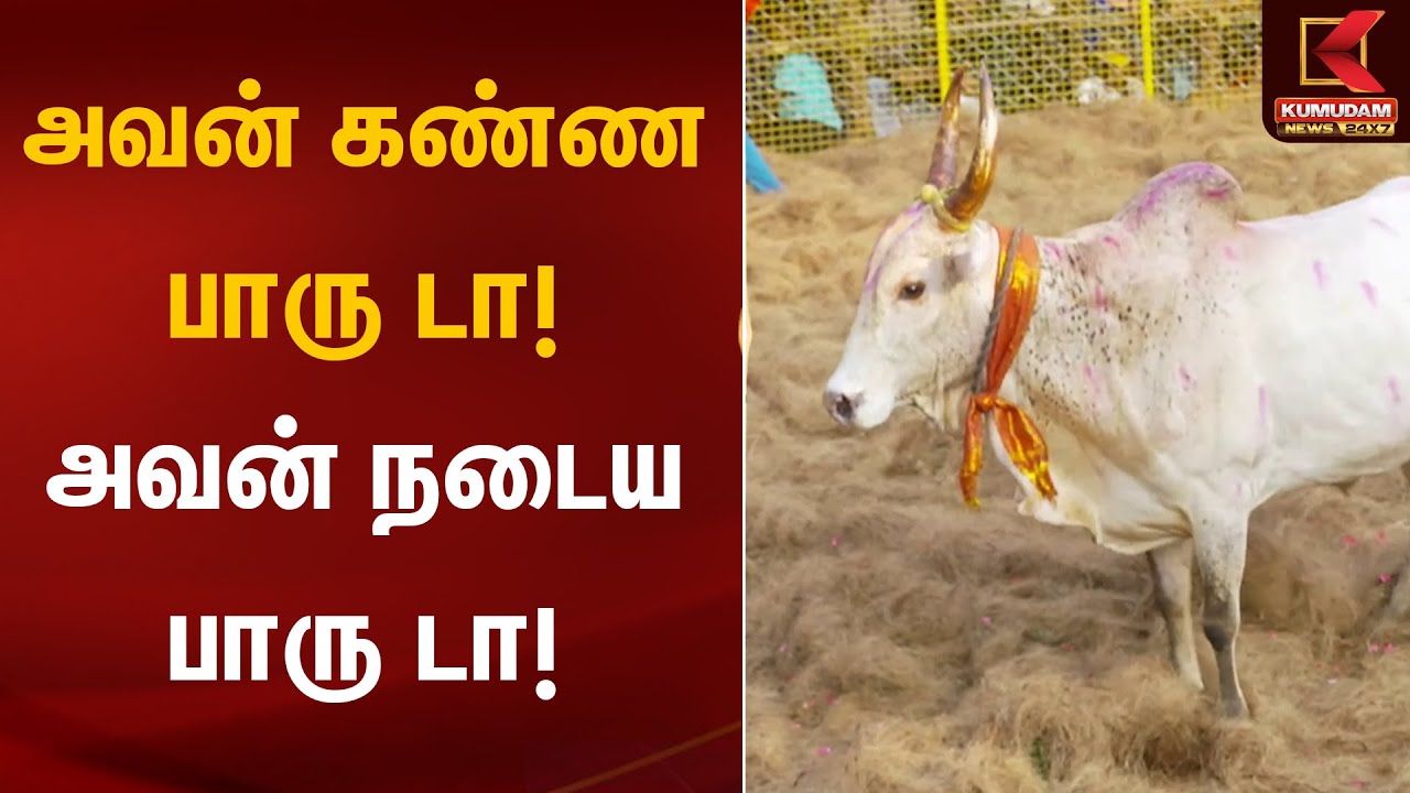அவன் கண்ண பாரு டா! அவன் நடைய பாரு டா! 🐂 | Palamedu Jallikattu | Pongal 2026 | Kumudam News