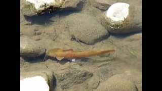 preview picture of video 'Northern Water snake eating a yellow bullhead, Nith River, Paris Ontario 1 of 2'