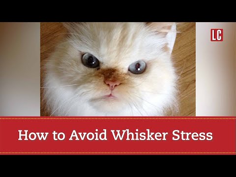 How to Avoid Whisker Stress in Cats While Eating