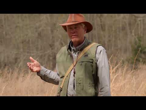 Retriever Training: Steadiness