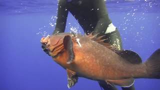 spearfishing dusky grouper