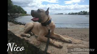 Download Lagu Connecticut Dog Trainers / Stamford New Haven Dog Trainers / 5 Month Old Cane Corso, Nico Thumbnail