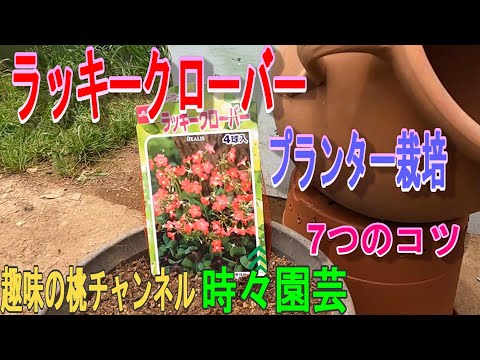 ラッキークローバー 植物