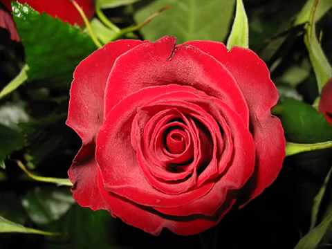 Fostes a rosa preferida - Hino de Santa Rita de Cássia