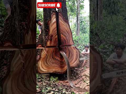 a man cuts down a big tree with a chainsaw. The wood grain looks beautiful#woodworking #chainsaw