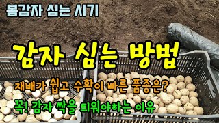 봄감자심는시기 봄감자 밑거름 감자 심는 방법 감자심는 깊이와 간격 감자싹을 꼭 틔워 심는 이유 감자비닐을 씌…