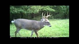 Trail Camera Video Mode October 2016 Deer Turkey Fox Buck