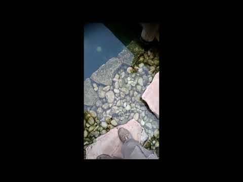 Organic Pool After 5 Years