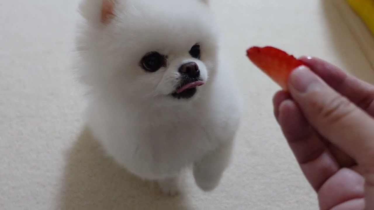 今が旬のいちごを食べるポメラニアン